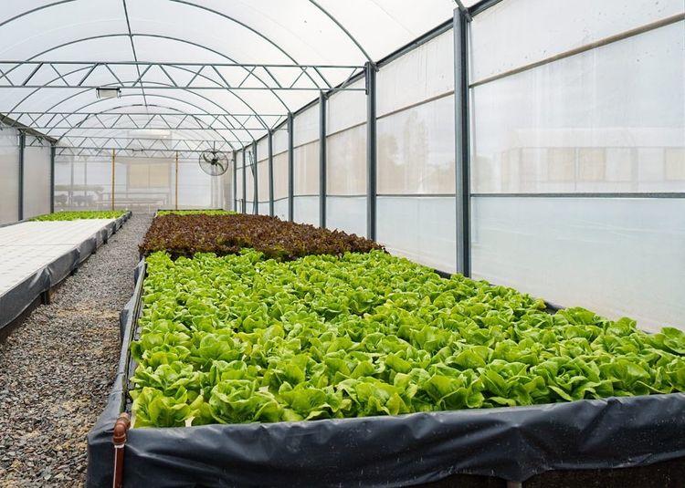 Portada de La hidroponia, un impulso a la sostenibilidad y productividad