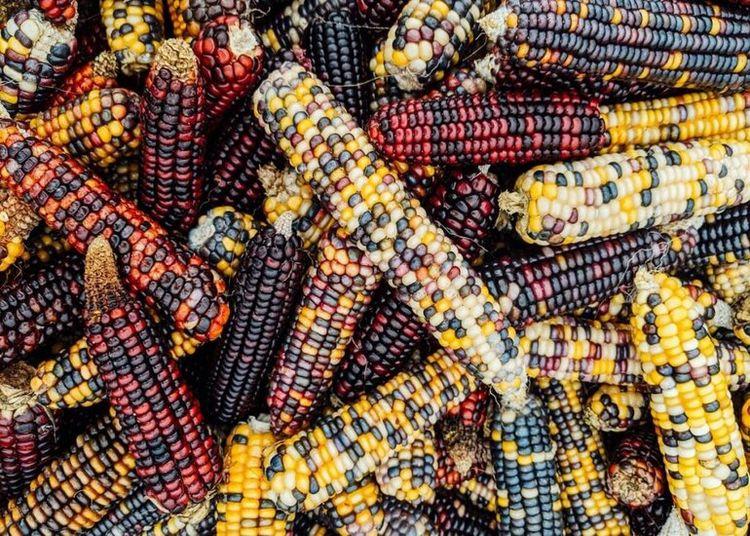 Portada de El maíz azul, un ingrediente furor en México