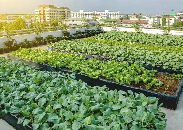 Portada de La ola de los rooftops verdes