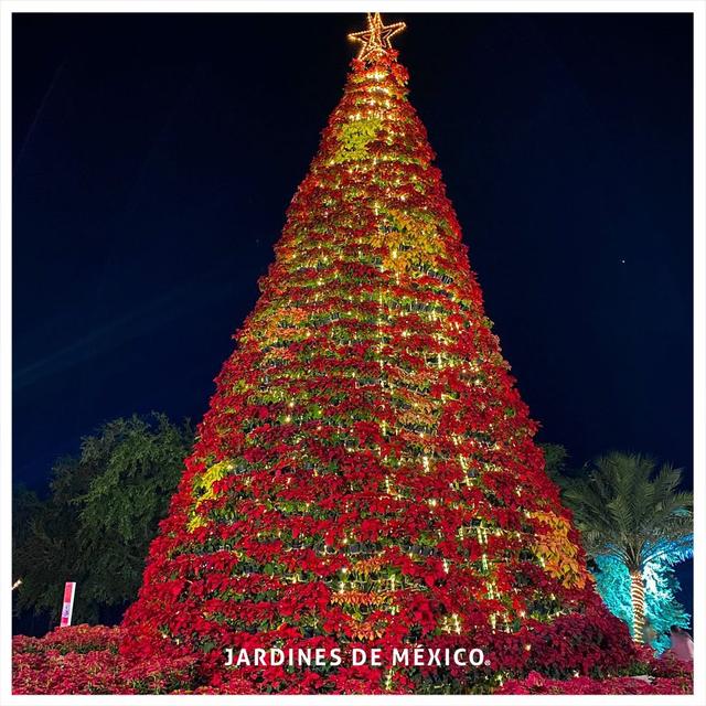 Imagen de Recorridos navideños en Jardines de México