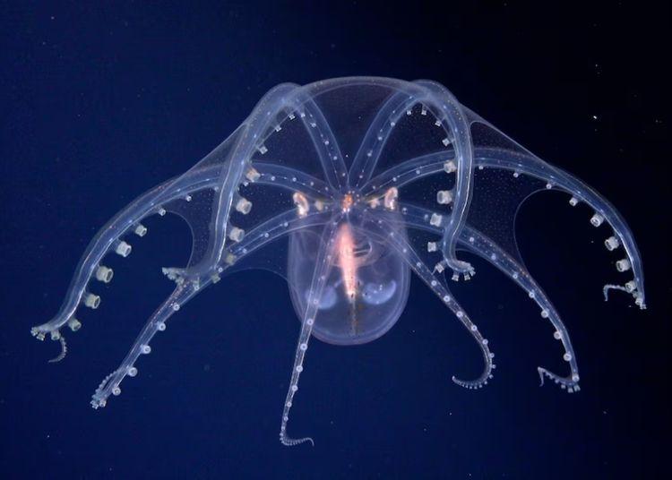 La expedición que mostró el fondo del Mar Argentino
