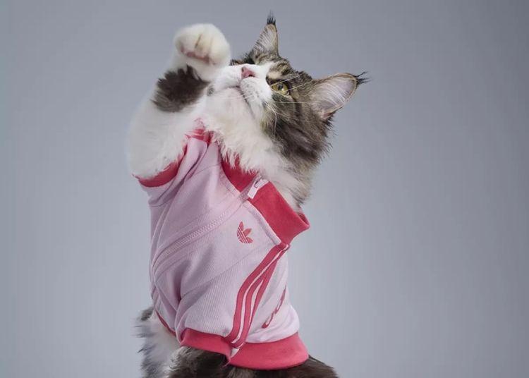 Portada de Adidas acaba de hacer que tu mascota tenga más facha que vos